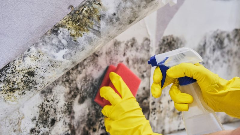 Black Mold Remediation in Frisco, TX